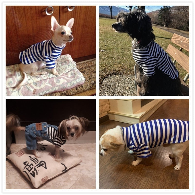 Dog Striped Outfit
